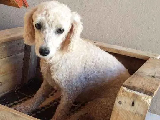 Cachorro ra a POODLE idade 6 ou mais anos nome BABI GRATIFICA