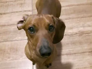 Cachorro raça Basset (Salsicha) idade 2 anos nome George