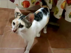 Gato raça Gato doméstico de cabelos curt idade  nome Sem nome