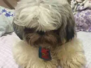 Cachorro raça Shitzu idade 1 ano nome Marley
