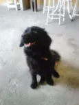 Neguinho