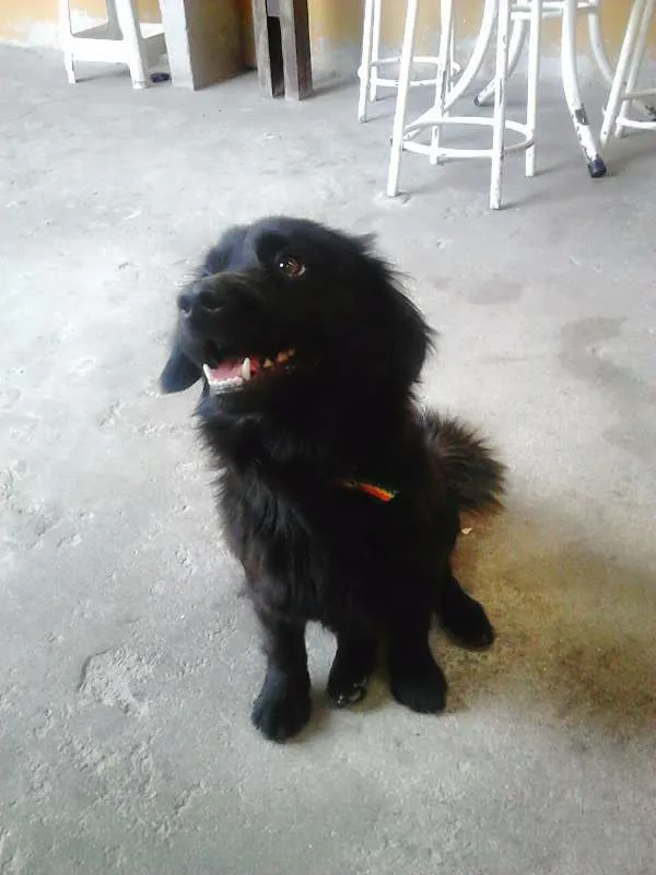 Cachorro raça Mistura idade 2 anos nome Neguinho