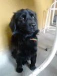 Neguinho