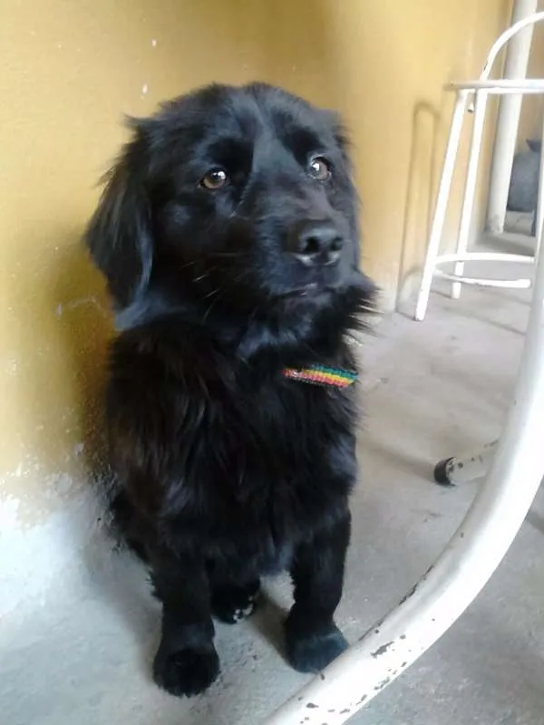 Cachorro raça Mistura idade 2 anos nome Neguinho