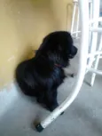 Neguinho