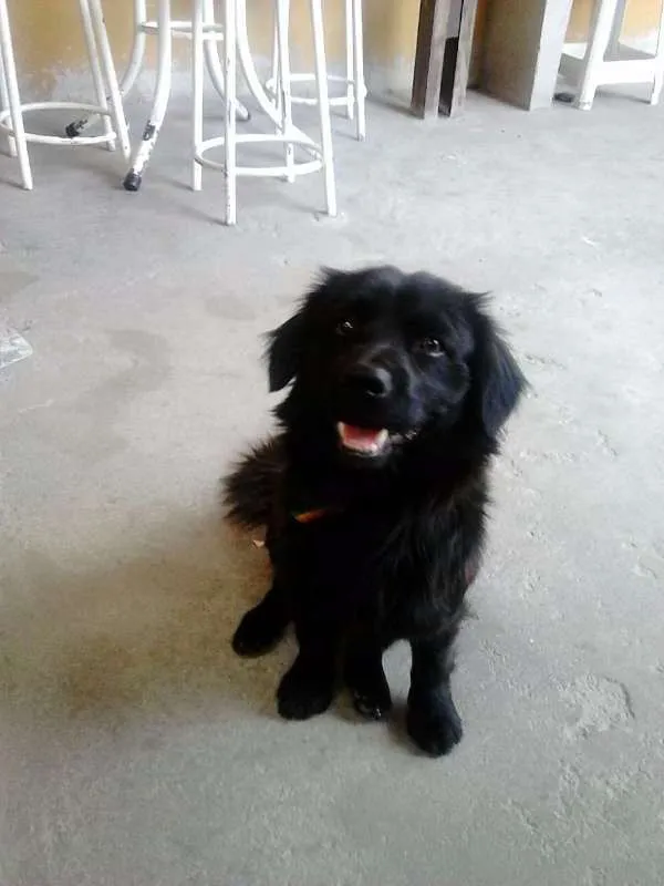 Cachorro raça Mistura idade 2 anos nome Neguinho