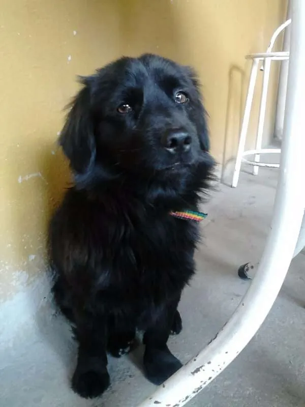 Cachorro raça Mistura idade 2 anos nome Neguinho