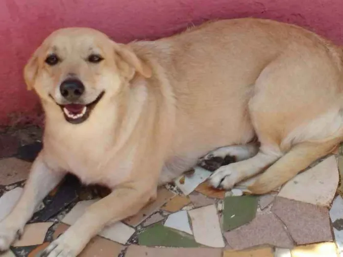 Cachorro ra a Labrador com vira-lata  idade 3 anos nome Barbie