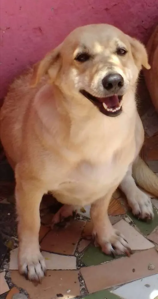 Cachorro ra a Labrador com vira-lata  idade 3 anos nome Barbie