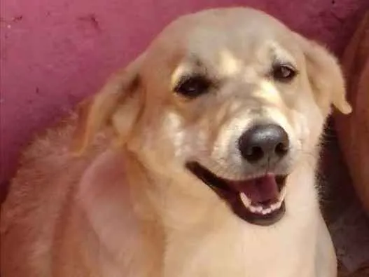Cachorro ra a Labrador com vira-lata  idade 3 anos nome Barbie
