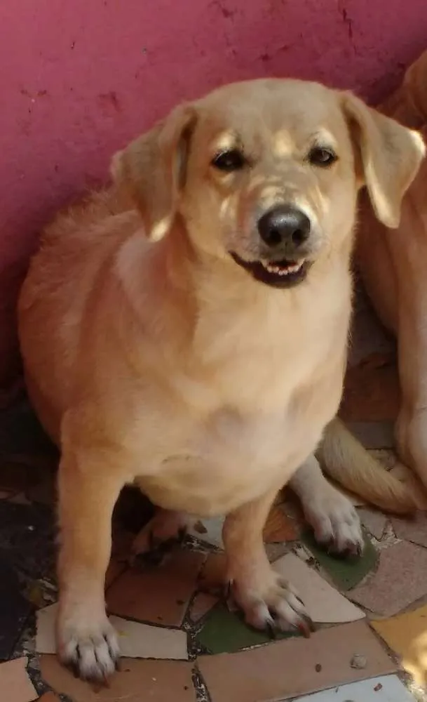 Cachorro ra a Labrador com vira-lata  idade 3 anos nome Barbie