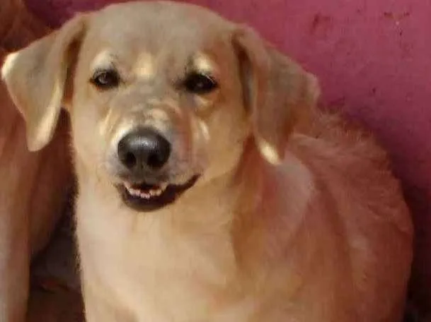 Cachorro ra a Labrador com vira-lata  idade 3 anos nome Barbie