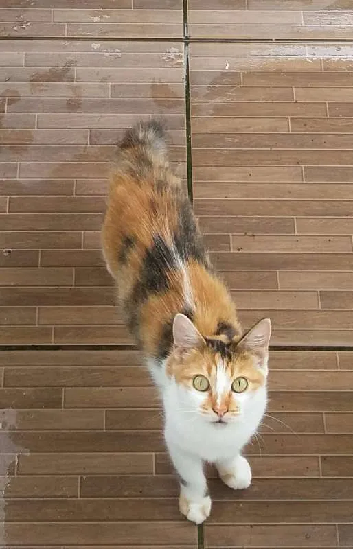 Gato ra a SRD idade 7 a 11 meses nome Mirela