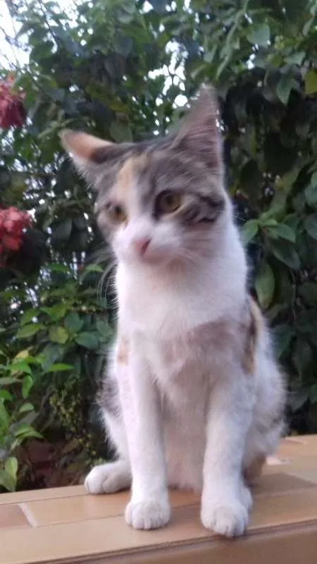 Gato ra a SRD idade 2 a 6 meses nome MEL E FRAJOLA