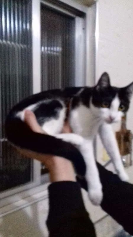 Gato ra a SRD idade 2 a 6 meses nome MEL E FRAJOLA
