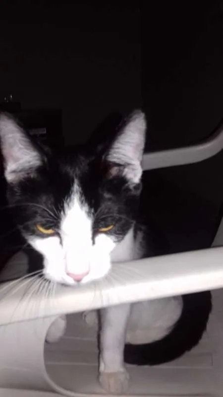 Gato ra a SRD idade 2 a 6 meses nome MEL E FRAJOLA