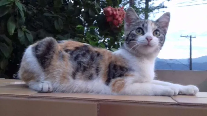 Gato ra a SRD idade 2 a 6 meses nome MEL E FRAJOLA