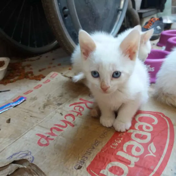 Gato ra a  idade Abaixo de 2 meses nome John