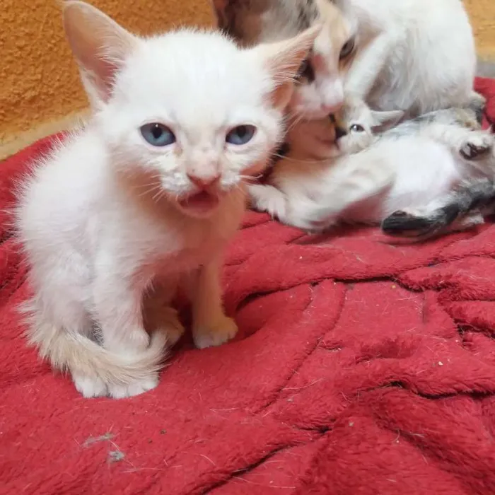 Gato ra a  idade Abaixo de 2 meses nome Ralf