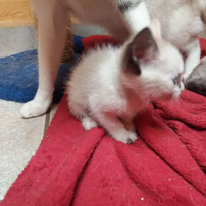 Gato ra a  idade Abaixo de 2 meses nome Helena
