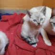 Catarina