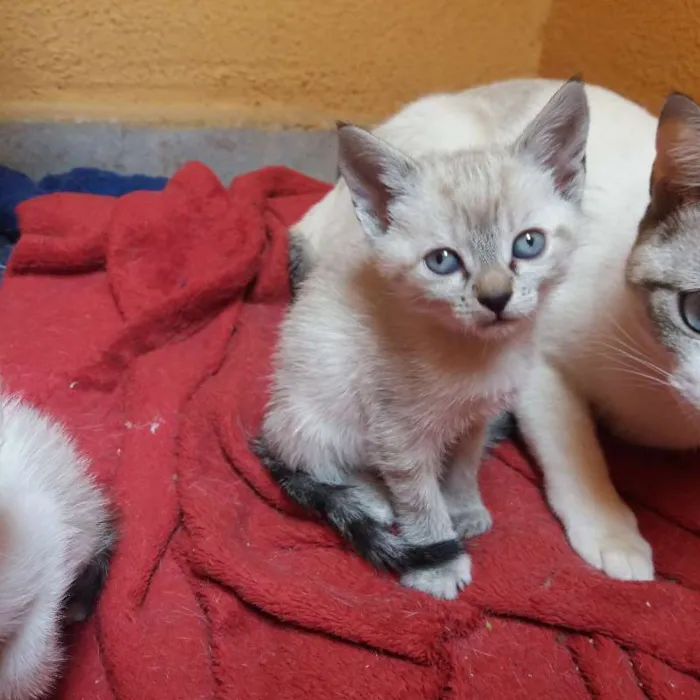 Gato ra a  idade Abaixo de 2 meses nome Catarina