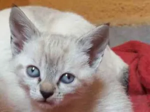 Gato raça  idade Abaixo de 2 meses nome Catarina