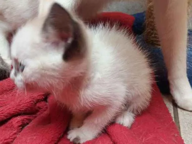 Gato ra a  idade Abaixo de 2 meses nome Helena