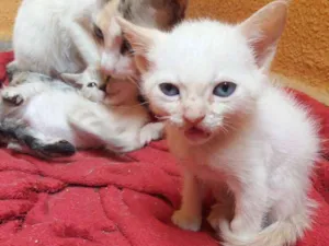 Gato raça  idade Abaixo de 2 meses nome Ralf