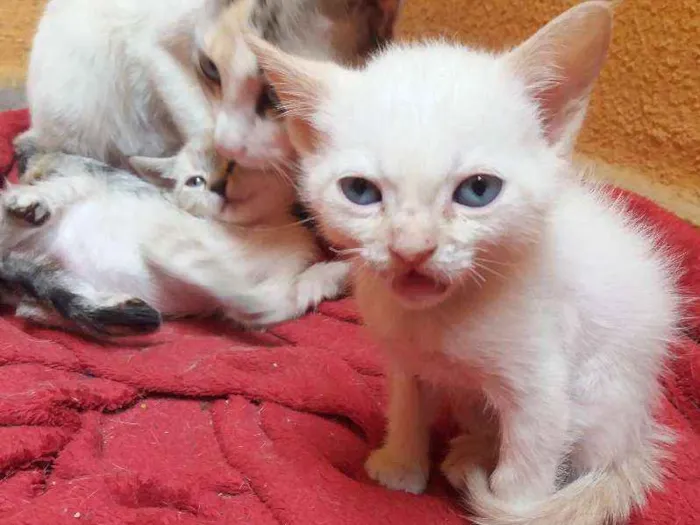 Gato ra a  idade Abaixo de 2 meses nome Ralf