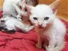 Gato raça  idade Abaixo de 2 meses nome Ralf