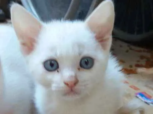 Gato ra a  idade  nome Donny