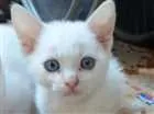 Gato raça  idade  nome Donny