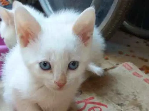 Gato ra a  idade Abaixo de 2 meses nome John