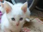 Gato raça  idade Abaixo de 2 meses nome John