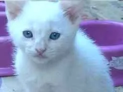 Gato ra a  idade Abaixo de 2 meses nome Bravo