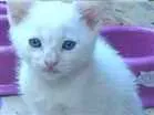 Gato raça  idade Abaixo de 2 meses nome Bravo