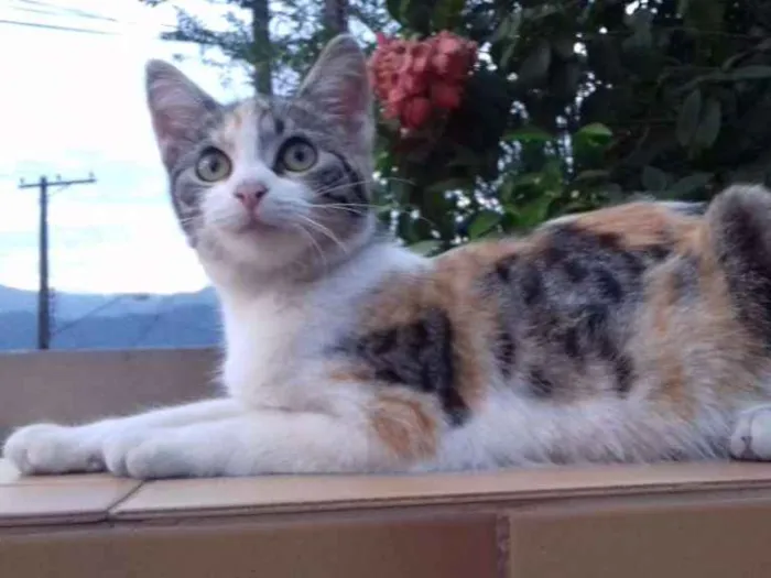 Gato ra a SRD idade 2 a 6 meses nome MEL E FRAJOLA