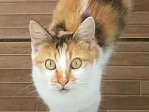 Gato raça SRD idade 7 a 11 meses nome Mirela