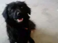 Neguinho