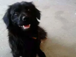 Cachorro raça Mistura idade 2 anos nome Neguinho