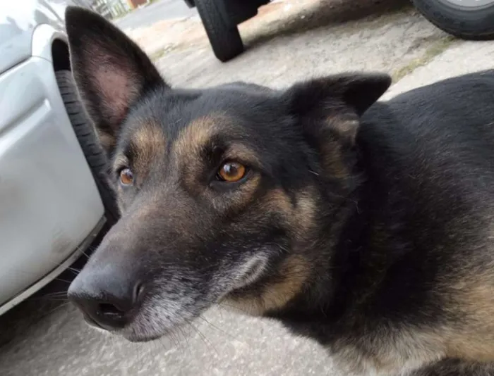 Cachorro ra a SRD idade 4 anos nome Easy
