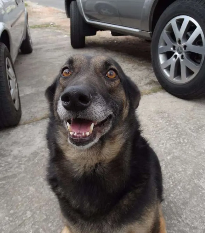 Cachorro ra a SRD idade 4 anos nome Easy