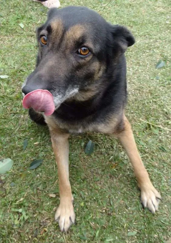 Cachorro ra a SRD idade 4 anos nome Easy