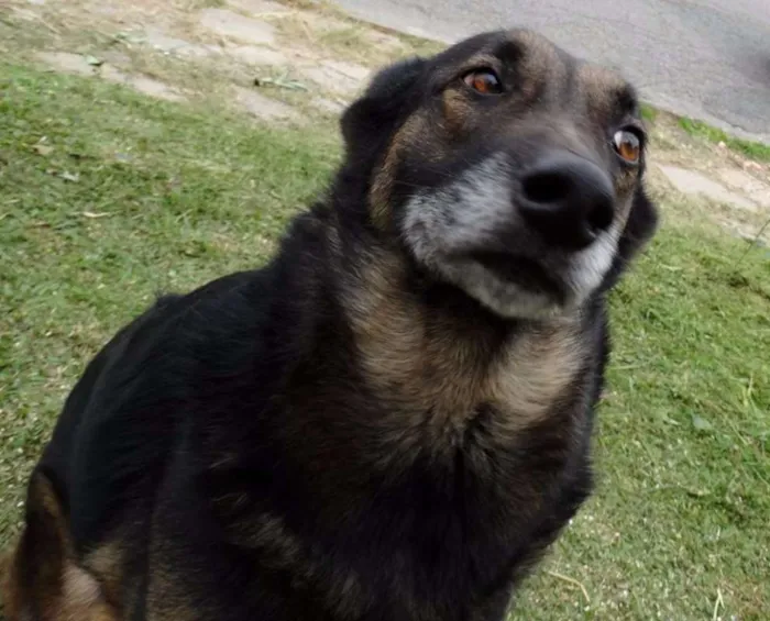 Cachorro ra a SRD idade 4 anos nome Easy