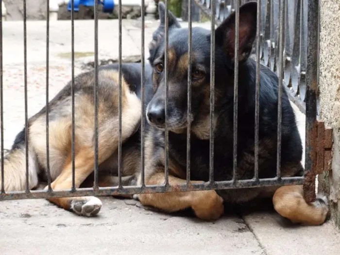 Cachorro ra a SRD idade 4 anos nome Easy