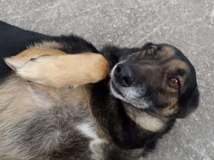 Cachorro ra a SRD idade 4 anos nome Easy