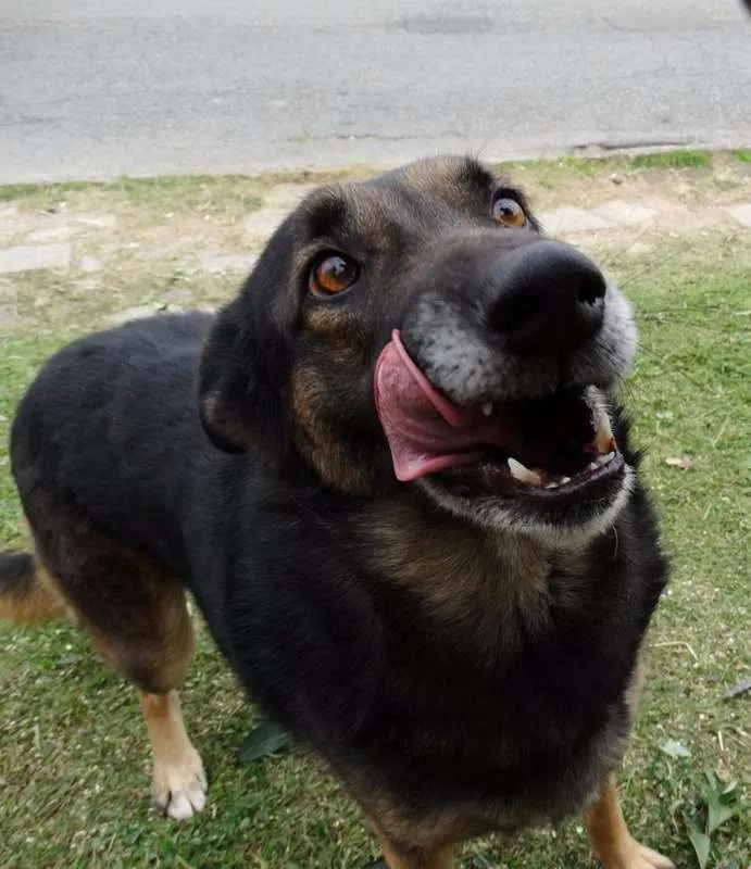 Cachorro ra a SRD idade 4 anos nome Easy