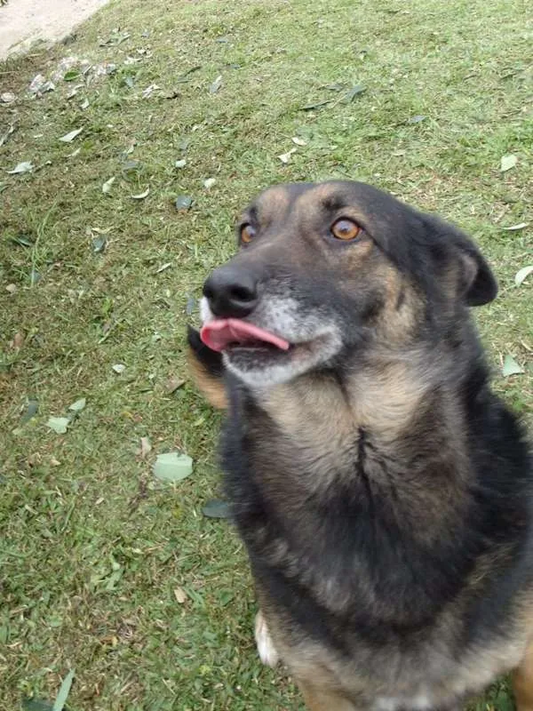 Cachorro ra a SRD idade 4 anos nome Easy