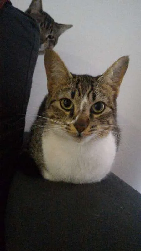 Gato ra a SRD idade 7 a 11 meses nome Vênus e Mel